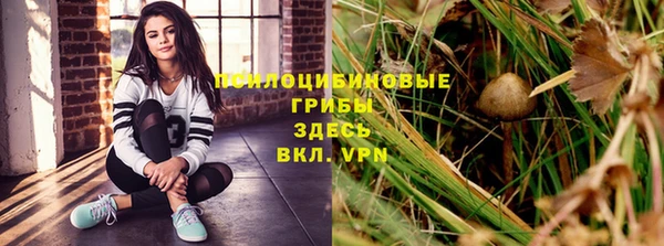 сатива Аркадак